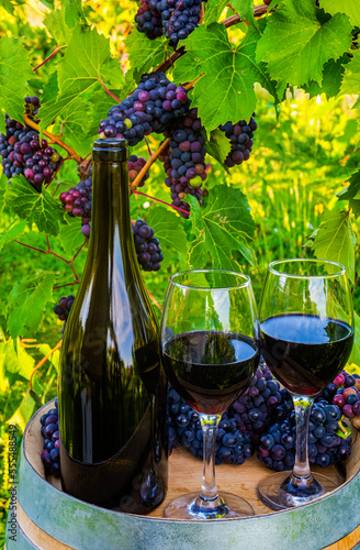 Wine served at a winery with wine glasses and clusters of fresh grapes on a barrel; Quebec, Canada