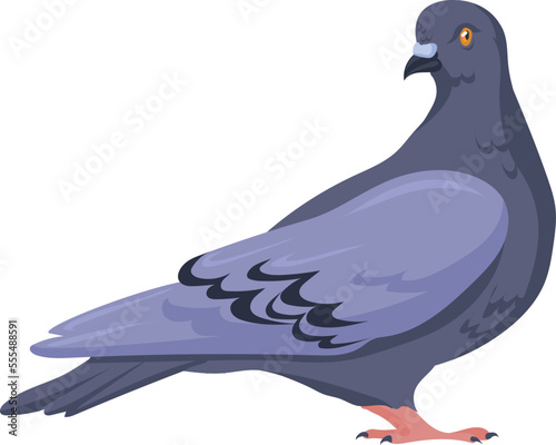 Pigeon character. City bird. Wild park animal