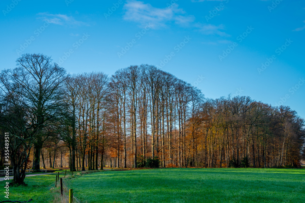 Sun shining upon a group of trees in a meadow
