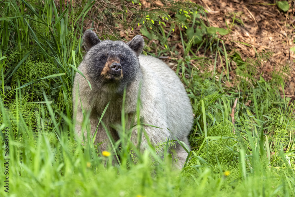 Glacier bear (Ursus americanus emmonsii) peering out from the tall grass, Tongass National Forest; Alaska, United States of America Glacier bear (Ursus americanus emmonsii) peering out from the tall grass, Tongass National Forest; Alaska, United States of America