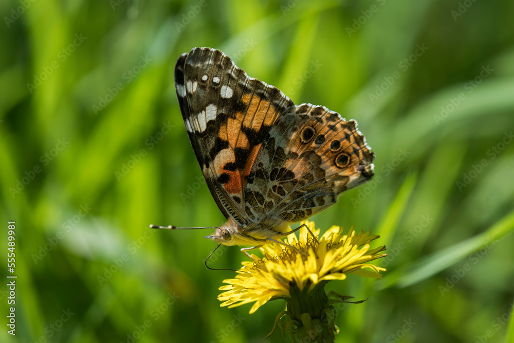 A Painted Lady butterfly (Vanessa cardui) seeks nectar from a dandelion blossom at Cape Disappointment State Park; Ilwaco, Washington, United States of America A Painted Lady butterfly (Vanessa cardui) seeks nectar from a dandelion blossom at Cape Disappointment State Park; Ilwaco, Washington, United States of America