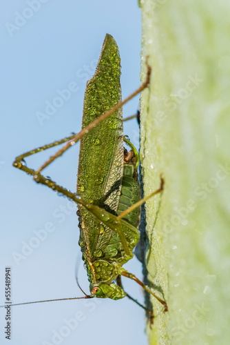 A katydid dries off in the morning sun; Astoria, Oregon, United States of America