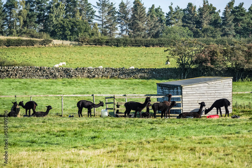 Alpacas (Vicugna pacos) grazing in a field; Hexham, Northumberland, England photo