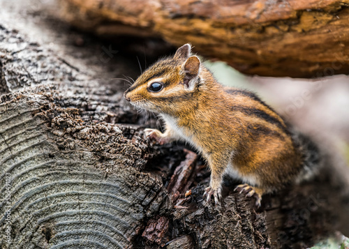 A curious Townsend's chipmunk (Neotamias townsendii) comes out of the driftwood to have a look; Ilwaco, Washington, United States of America photo