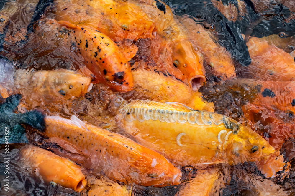 Koi (Cyprinus rubrofuscus) in a pool, Tirta Gangga; Bali, Indonesia Koi (Cyprinus rubrofuscus) in a pool, Tirta Gangga; Bali, Indonesia