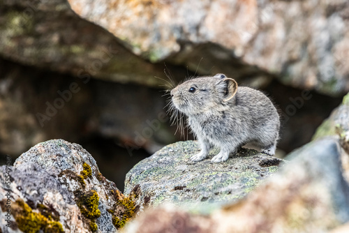 Collared Pika, Alaska, USA