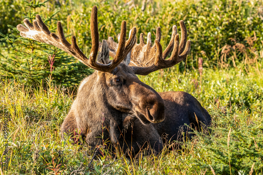 Bull Moose (Alces alces) with antlers in velvet in summertime in the Powerline Pass area in the hills above Anchorage, South-central Alaska; Alaska, United States of America Bull Moose (Alces alces) with antlers in velvet in summertime in the Powerline Pass area in the hills above Anchorage, South-central Alaska; Alaska, United States of America