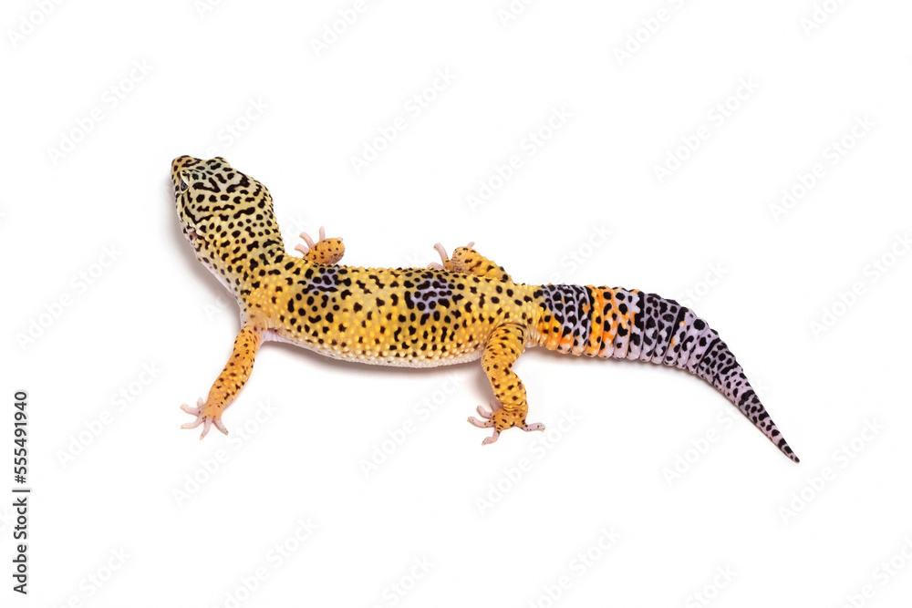 Leopard gecko (Eublepharis macularius) on a white background; Studio Leopard gecko (Eublepharis macularius) on a white background; Studio
