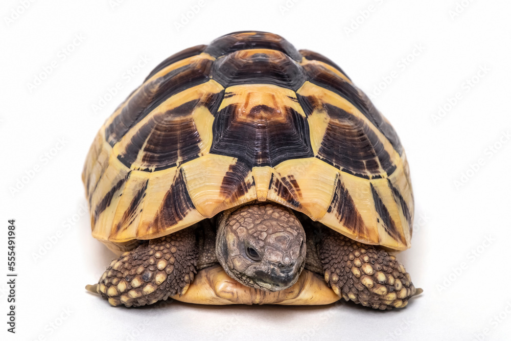 Eastern Harmann's Tortoise (Testudo hermanni boettgeri) posing on a white background; Studio Eastern Harmann's Tortoise (Testudo hermanni boettgeri) posing on a white background; Studio