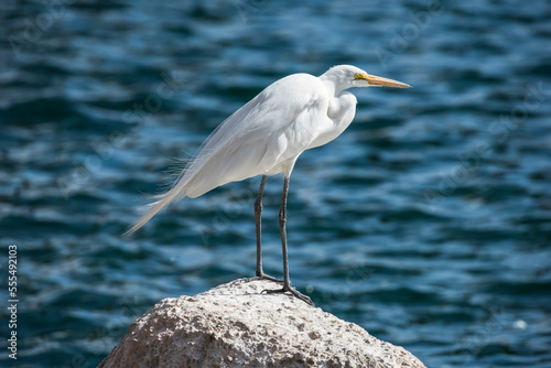 Great Egret (Ardea alba) perched on a rock against a watery background at Freestone Park; Gilbert, Arizona, United States of America photo