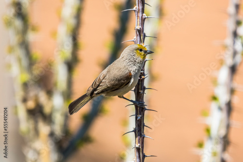 Verdin (Auriparus flaviceps) clinging to a thorny Ocotillo (Fouquiera splendens) branch; Casa Grande, Arizona, United States of America photo