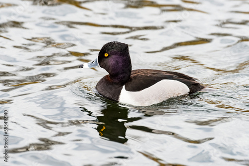 Ring-necked Duck (Aythya collaris) swimming in pond at the Riparian Preserve at Water Ranch; Gilbert, Arizona, United States of America photo