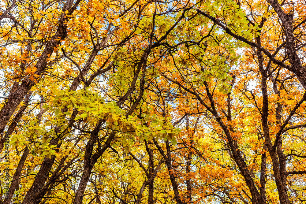 Oak trees in autumn coloured foliage along Oak Creek Road, Eastern Washington; Nachez, Washington, United States of America Oak trees in autumn coloured foliage along Oak Creek Road, Eastern Washington; Nachez, Washington, United States of America