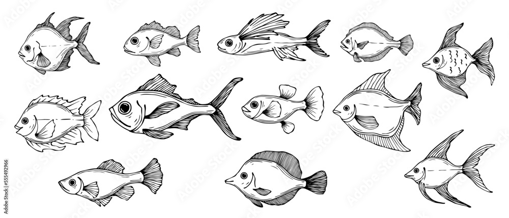 Set of linear sketches of various fish.Vector graphics. Set of linear sketches of various fish.Vector graphics.