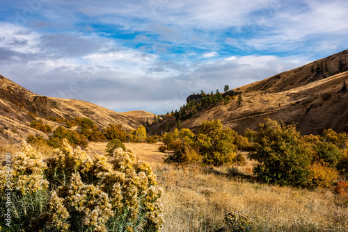 NPK Canyon and autumn colours from Oak Creek Road, Rabbitbrush (Ericameria Nauseosa), Eastern Washington; Nachez, Washington, United States of America photo