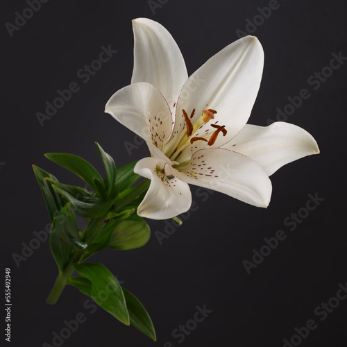 White lily flower isolated on black  background.