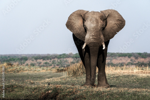 Elephant in Africa © vasilis.moustakas