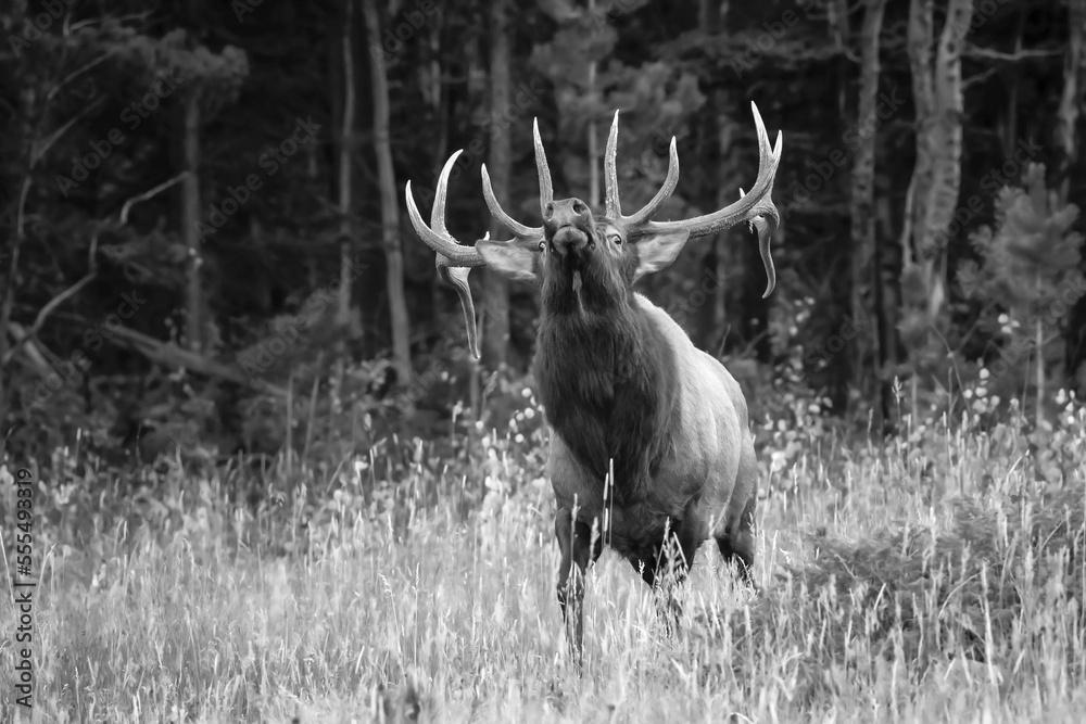 black-and-white-image-of-an-bull-elk-cervus-canadensis-looking-up-as