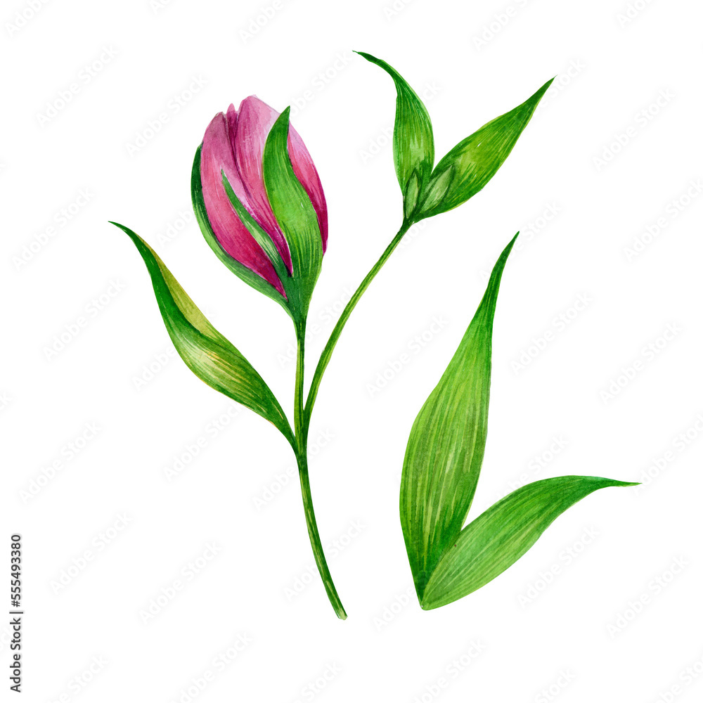 Watercolor almeria flower bud and leaves isolated on white background. Watercolor almeria flower bud and leaves isolated on white background.
