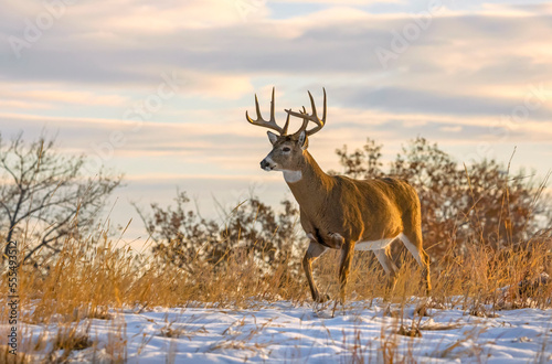 White-tailed deer buck (Odocoileus virginianus) walking through a field with a covering of snow; Emporia, Kansas, United States of America