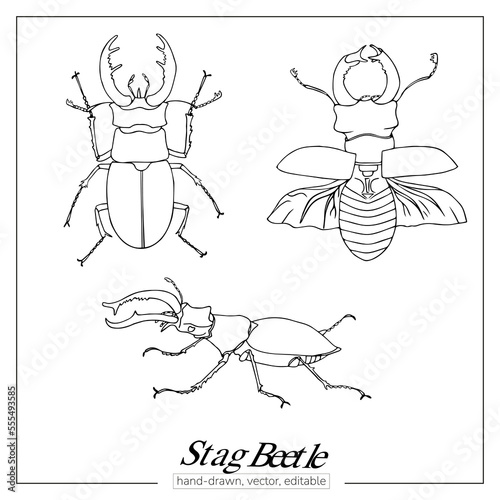 Stag beetle set. Linear insect for colouring books, zoology books, journals, magazines.