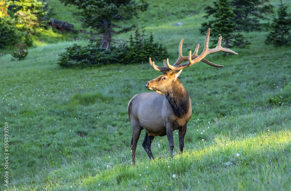 Bull elk (Cervus canadensis) standing in a lush field; Estes Park, Colorado, United States of America Bull elk (Cervus canadensis) standing in a lush field; Estes Park, Colorado, United States of America