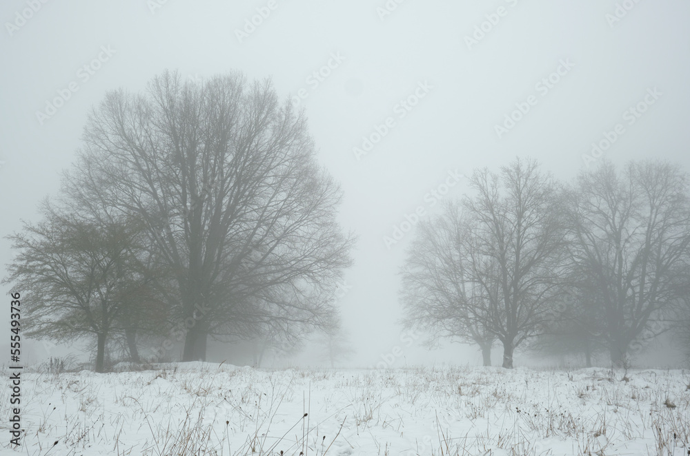 Fototapeta premium Single trees in a snowy field in thick fog