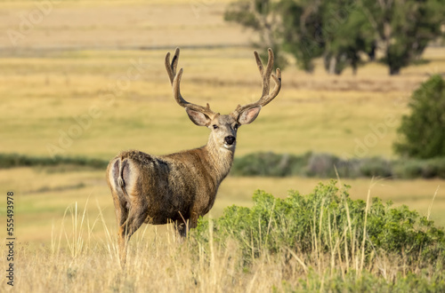 Mule deer (Odocoileus hemionus) stag with antlers standing in a field looking at the camera; Steamboat Springs, Colorado, United States of America photo