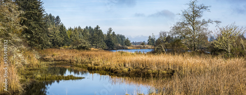 Wetland plants grow along the Netul River Estuary at Lewis and Clark National Historical Park; Oregon, United States of America photo