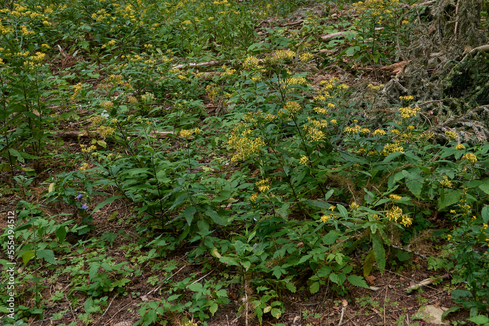 Senecio ovatus yellow flowers Senecio ovatus yellow flowers