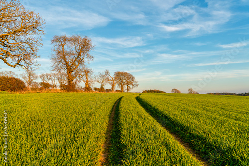 Tire tracks through green plants on a field; Ravensworth, North Yorkshire, England photo