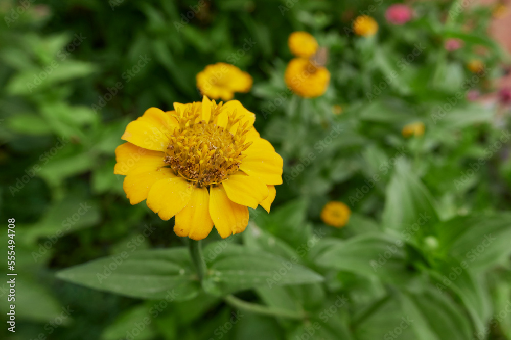 Zinnia elegans colorful flowers Zinnia elegans colorful flowers