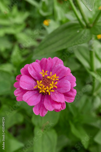 Zinnia elegans colorful flowers