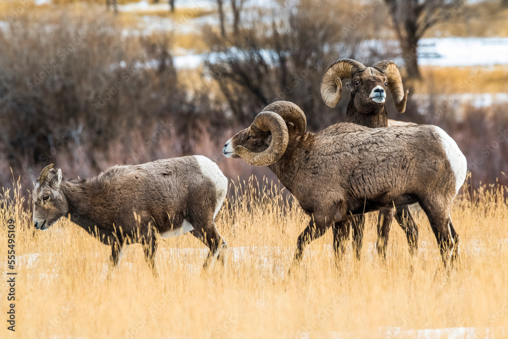 Bighorn Sheep rams (Ovis canadensis) courting an ewe near Yellowstone National Park; Montana, United States of America Bighorn Sheep rams (Ovis canadensis) courting an ewe near Yellowstone National Park; Montana, United States of America