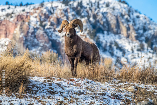 Bighorn Sheep ram (Ovis canadensis) stands on a ridge near Yellowstone National Park; Montana, United States of America photo