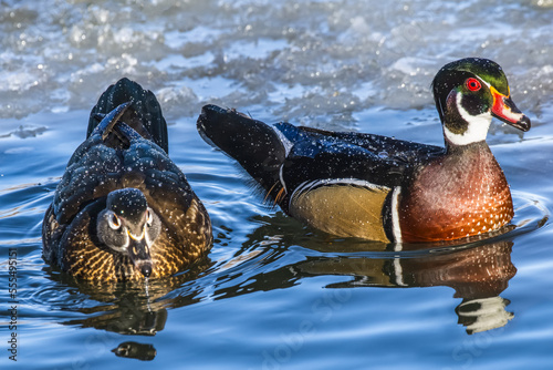 Pair of Wood Ducks (Aix sponsa) swimming in an icy pond in Sacagawea Park; Livingston, Montana, United States of America photo