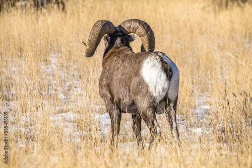 Bighorn Sheep ram (Ovis canadensis) with massive horns staring into the distance near Yellowstone National Park; Montana, United States of America photo