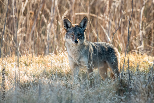 Coyote (Canis latrans) peers from the bushes in San Luis National Wildlife Refuge, California, United States of America photo