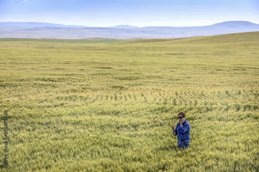 Farmer standing in a wheat field using a phone and inspecting the yield; Alberta, Canada Farmer standing in a wheat field using a phone and inspecting the yield; Alberta, Canada