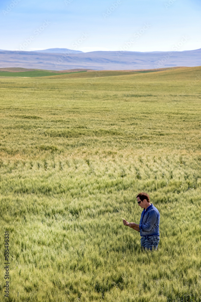 Farmer standing in a wheat field inspecting the yield; Alberta, Canada Farmer standing in a wheat field inspecting the yield; Alberta, Canada