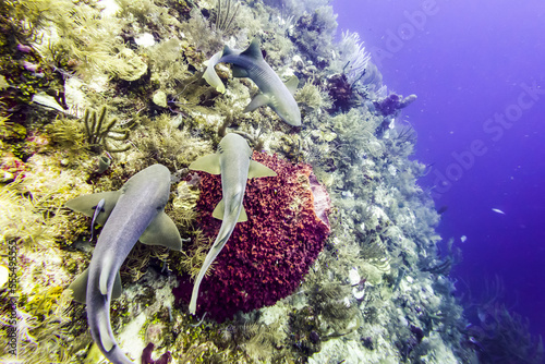 Nurse sharks (Ginglymostoma cirratum), viewed while scuba diving at Silk Caye, Placencia Peninsula; Belize photo