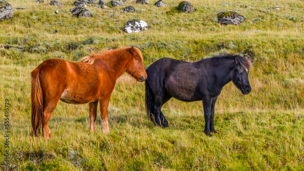 Two horses, one brown and one black, standing in a grass field; Hornafjordur, Eastern Region, Iceland Two horses, one brown and one black, standing in a grass field; Hornafjordur, Eastern Region, Iceland