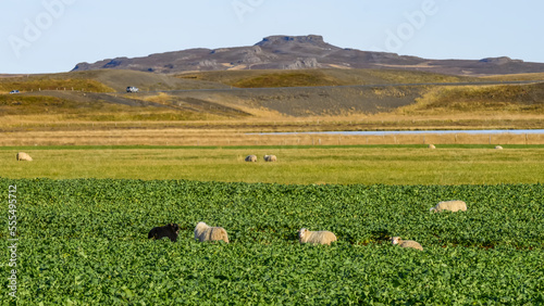 Flock of sheep (Ovis aries) grazing in green foliage with a view of the landscape; Hunaping vestra, Northwestern Region, Iceland photo