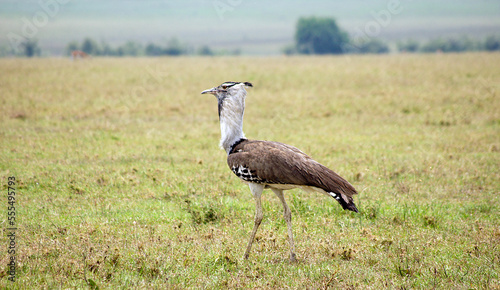 Avutarda kori en Masai Mara, Kenia photo