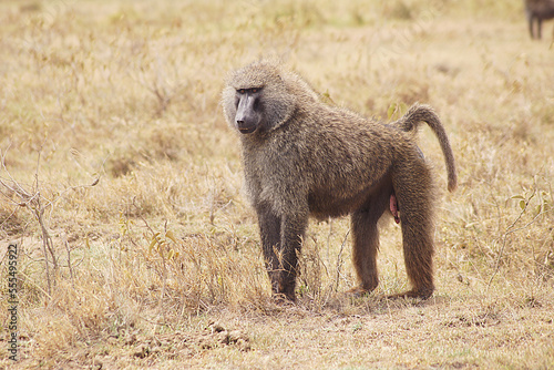 Baboon in Lake Nakuru, Kenya