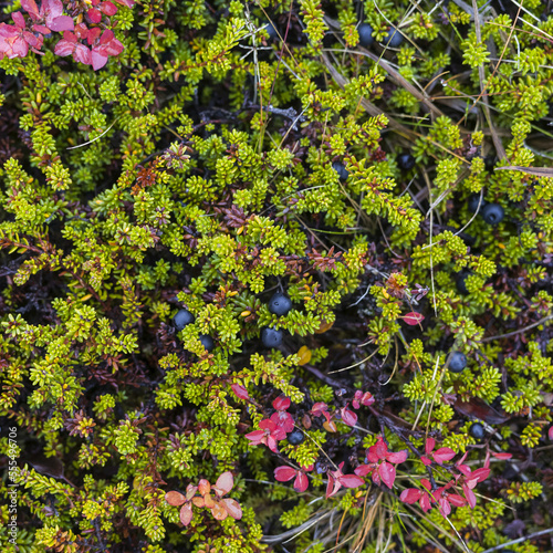Wild blueberries, blossoms and green foliage cover the tundra in Iceland; Strandabyggo, Westfjords, Iceland photo