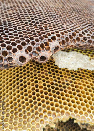 bee hive. honeycombs and pollen. natural extraction. comea rescue photo
