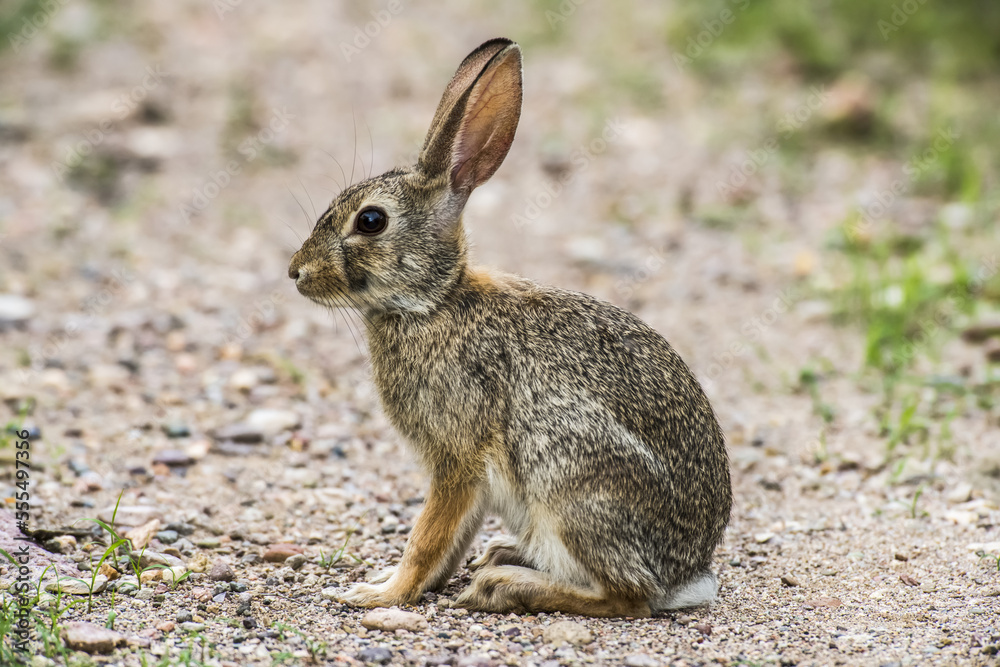Portrait of Desert Cottontail (Sylvilagus audubonii) at Cave Creek Ranch in the Chiricahua Mountains near Portal; Arizona, United States of America Portrait of Desert Cottontail (Sylvilagus audubonii) at Cave Creek Ranch in the Chiricahua Mountains near Portal; Arizona, United States of America