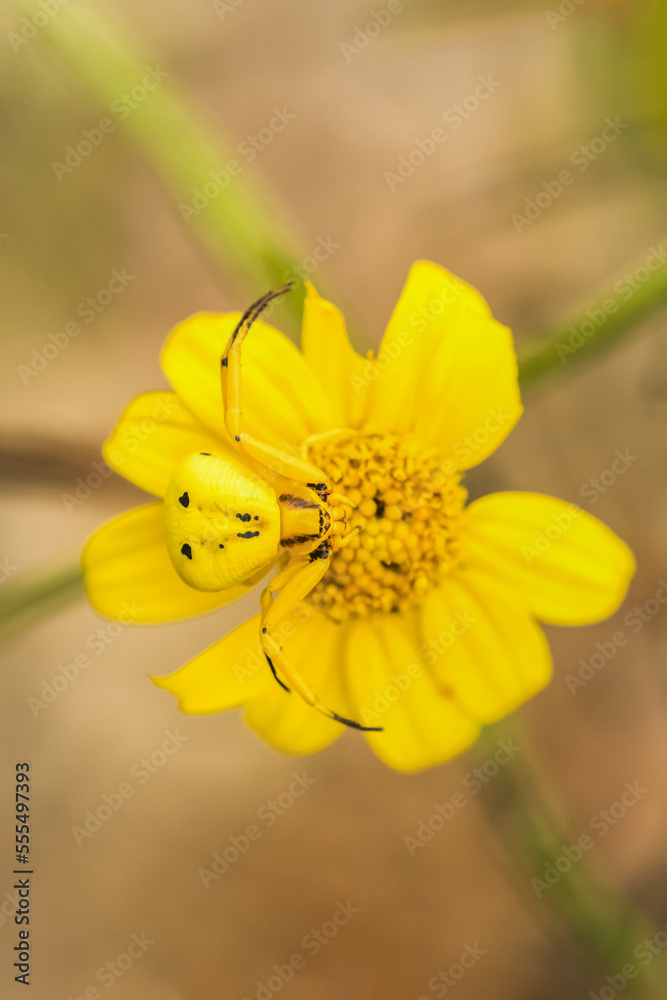 Yellow Crab Spider (Thomisus callidus) on a yellow flower in Cave Creek Canyon in the Chiricahua Mountains near Portal; Arizona, United States of America Yellow Crab Spider (Thomisus callidus) on a yellow flower in Cave Creek Canyon in the Chiricahua Mountains near Portal; Arizona, United States of America