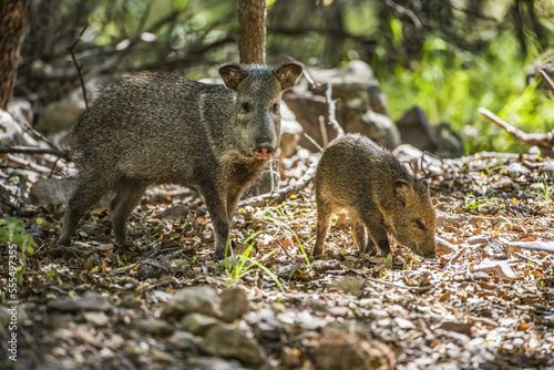 Female Javalina, or Collared Peccary (Pecari tajacu), with young foraging for acorns at Cave Creek Ranch in the Chiricahua Mountains near Portal; Arizona, United States of America photo